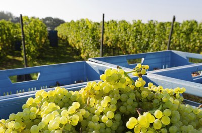 CO2 Grapes cooling